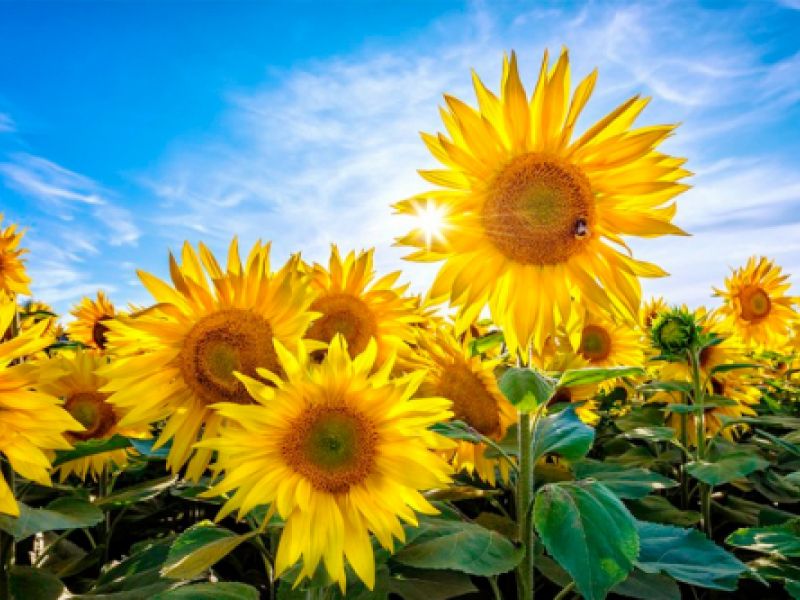 Terapias Alzheimer Valladolid