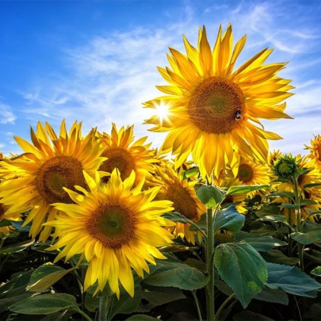 Girasoles 5